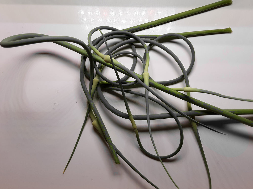 Garlic Scapes - $5.00 / 1/4 lb bag or bundle