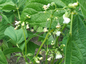 Beans, green $6.00/lb.