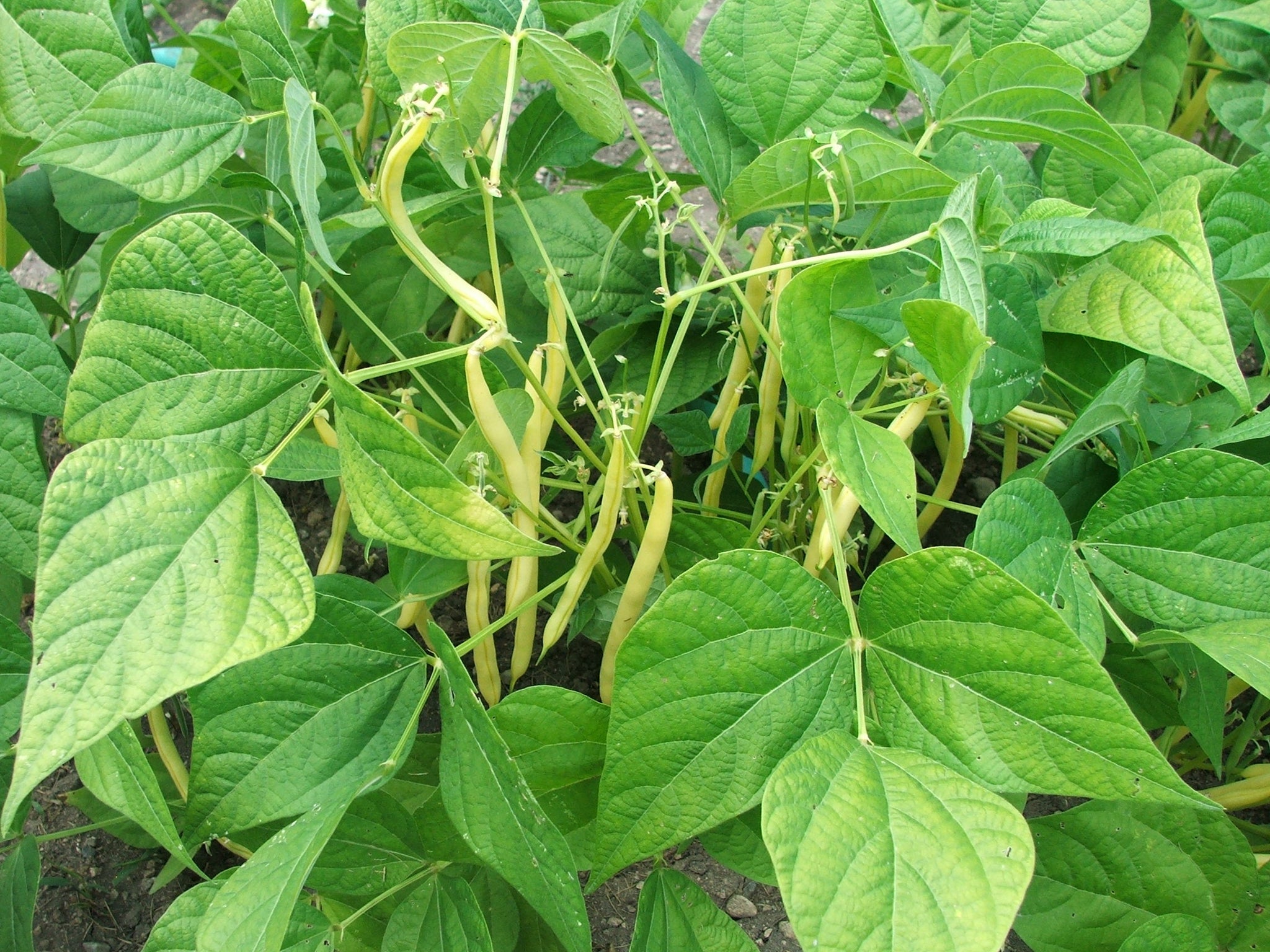 Beans, green $6.00/lb.