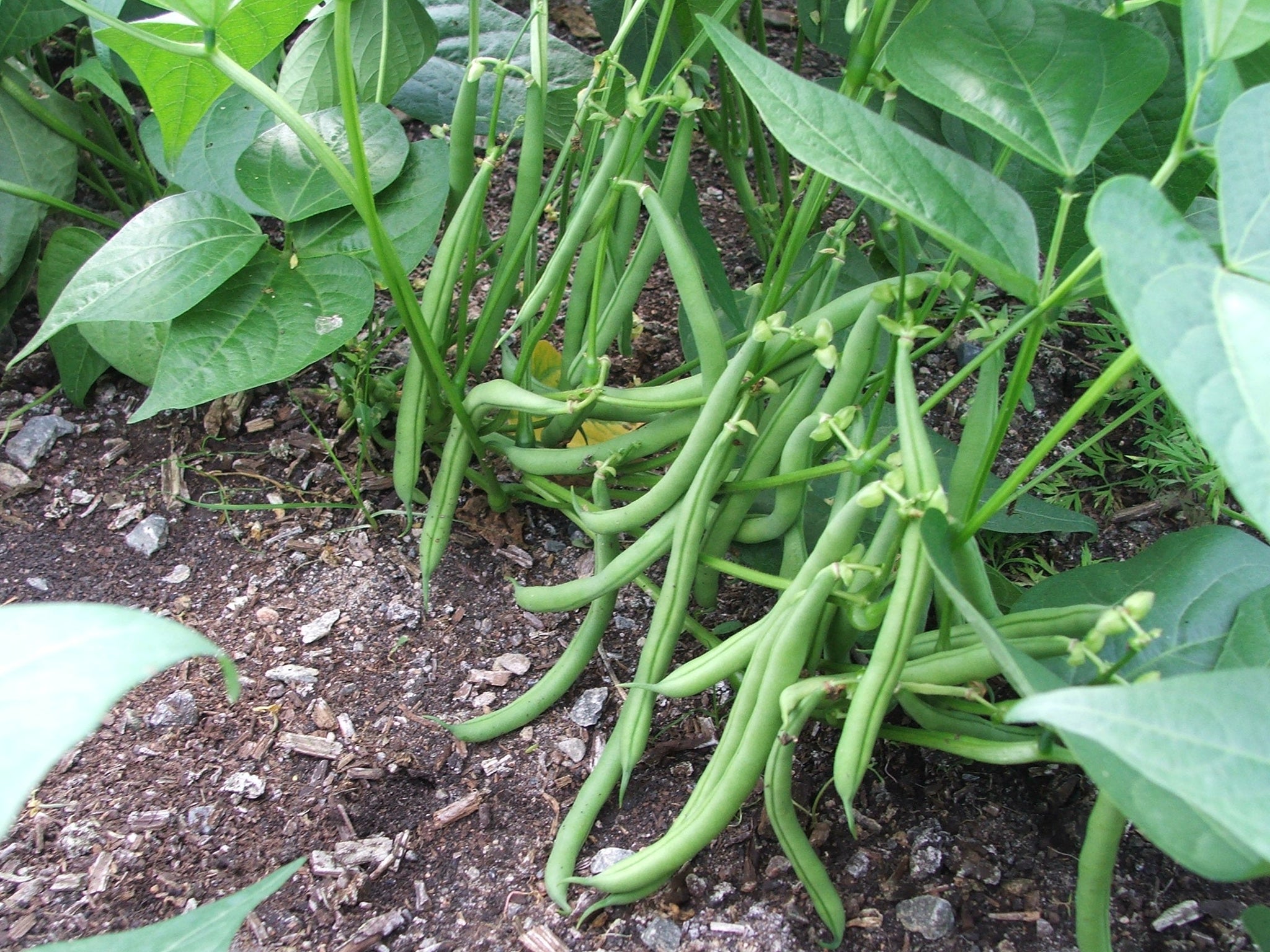 Beans, green $6.00/lb.