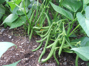 Beans, green $6.00/lb.