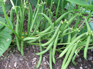 Beans, green $6.00/lb.