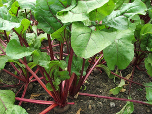 Beets $3.50/lb.