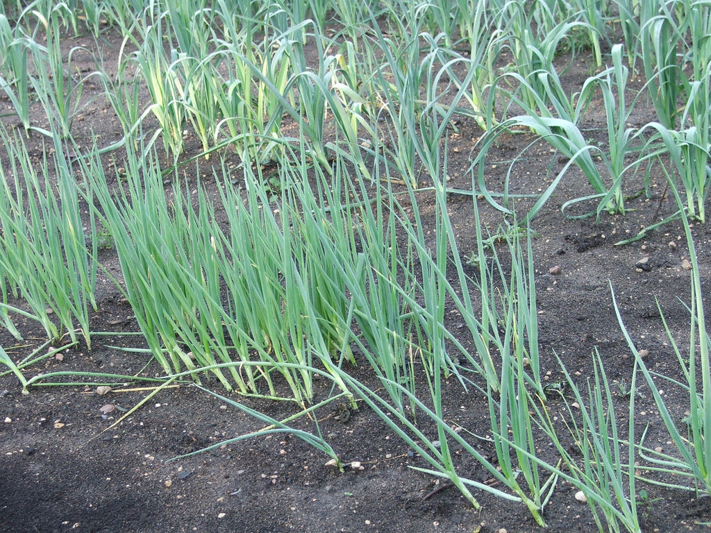 Leek $1.00 each