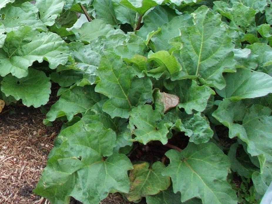 Rhubarb $3.50/bundle