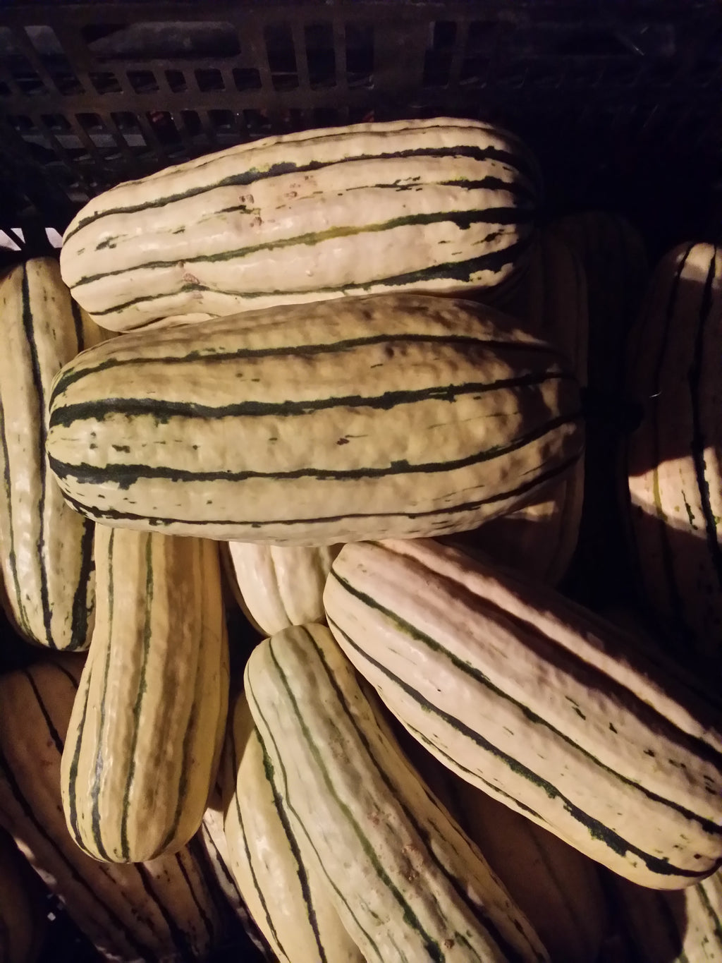 Squash - Delicata Squash