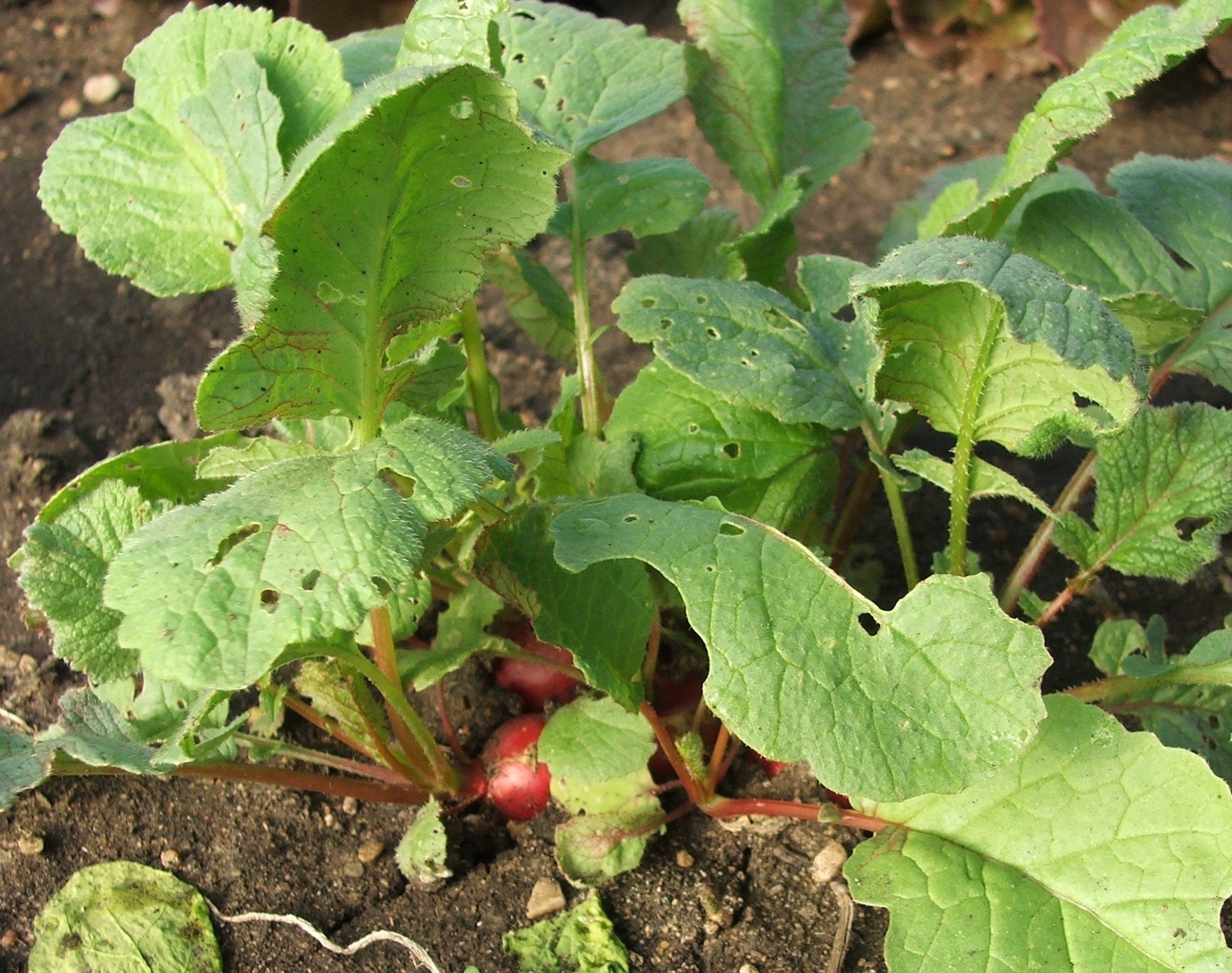 Radishes $2.25/bundle