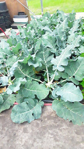 Cauliflower $7.00/head