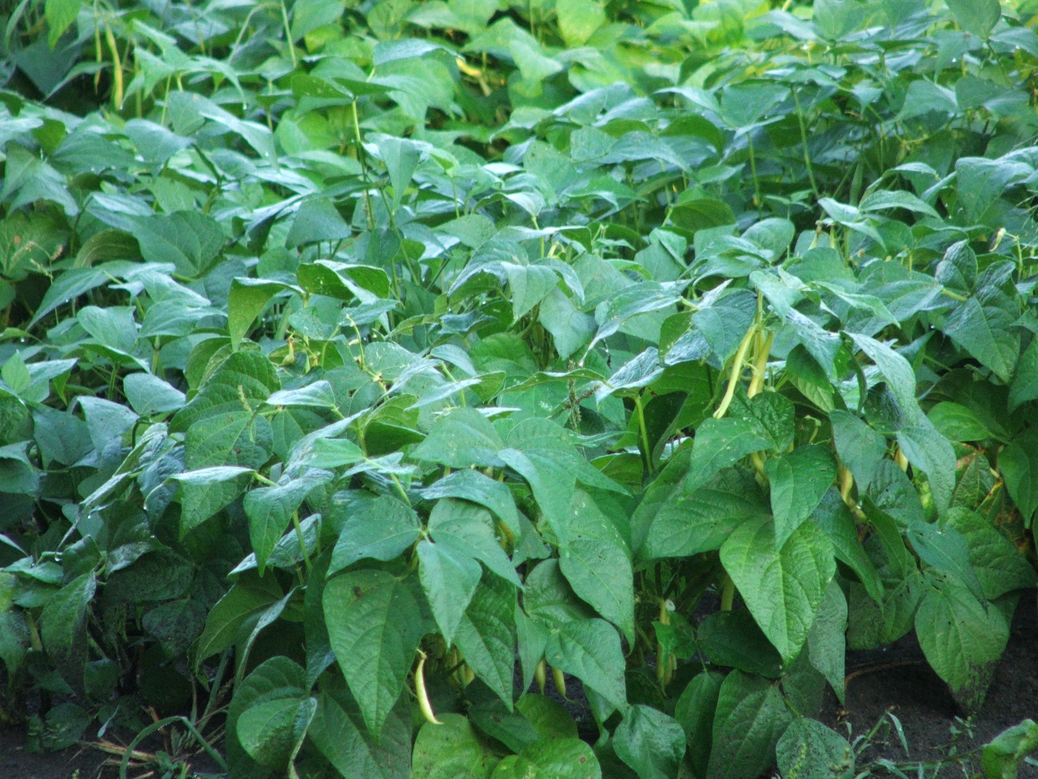 Beans, yellow or Wax beans $6.00/lb.
