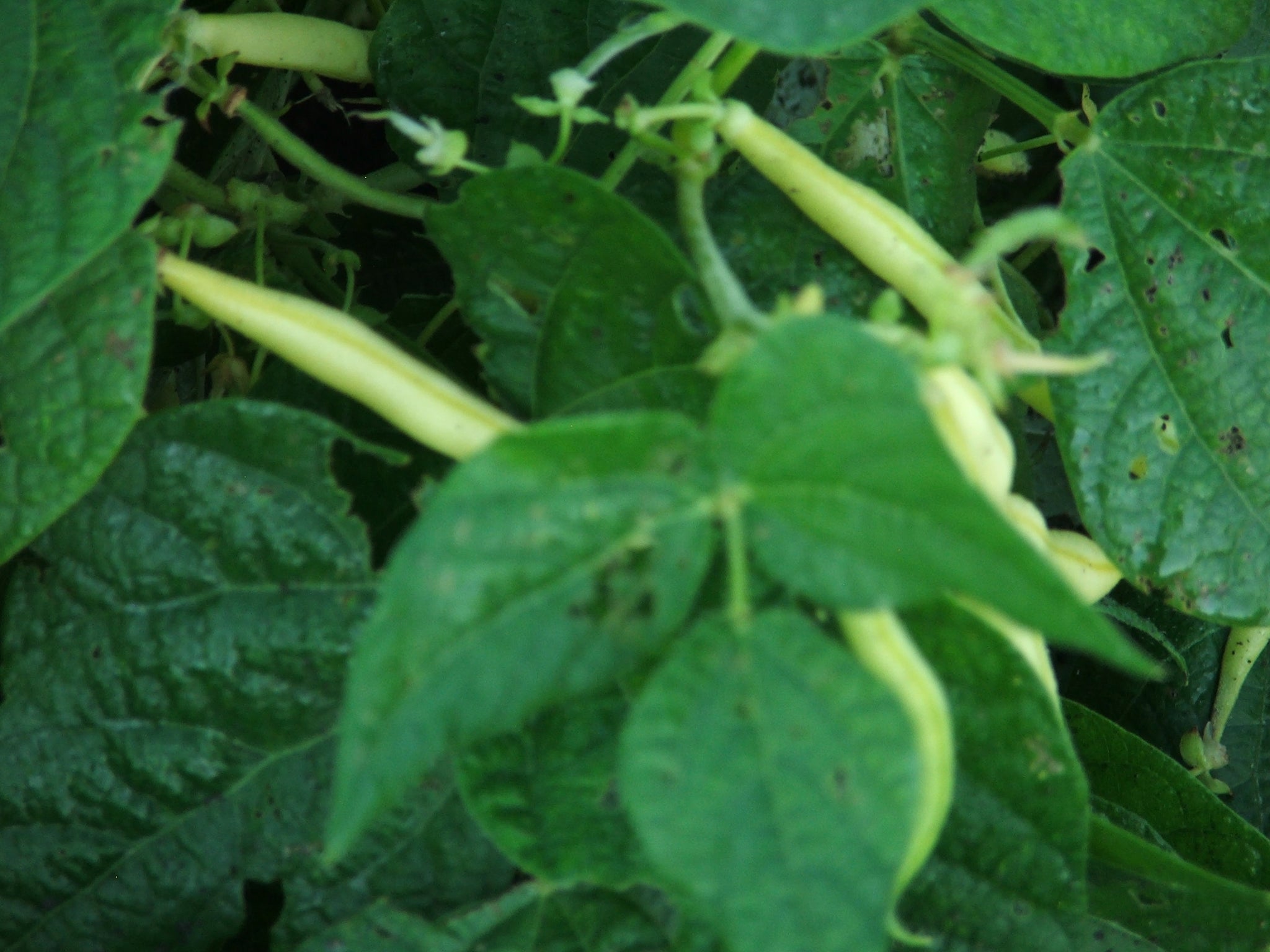 Beans, yellow or Wax beans $6.00/lb.