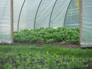 Beans, yellow or Wax beans $6.00/lb.
