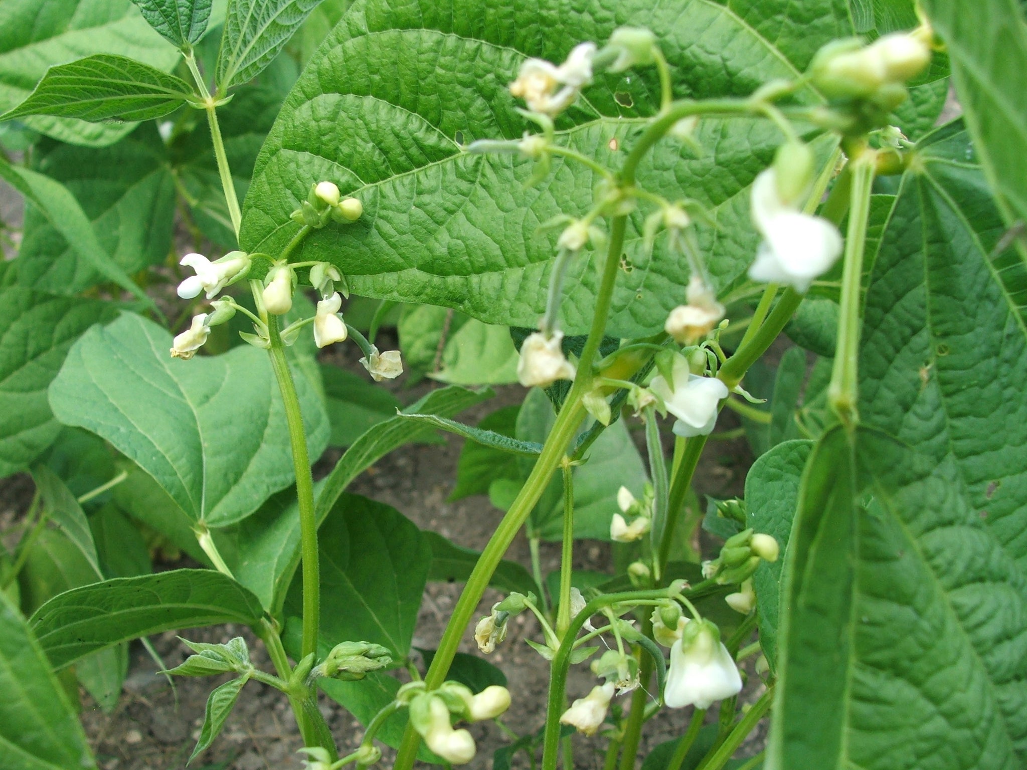 Beans, yellow or Wax beans $6.00/lb.