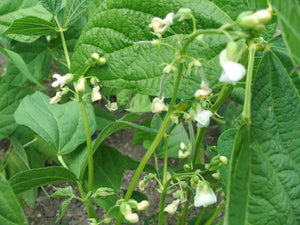 Beans, yellow or Wax beans $6.00/lb.