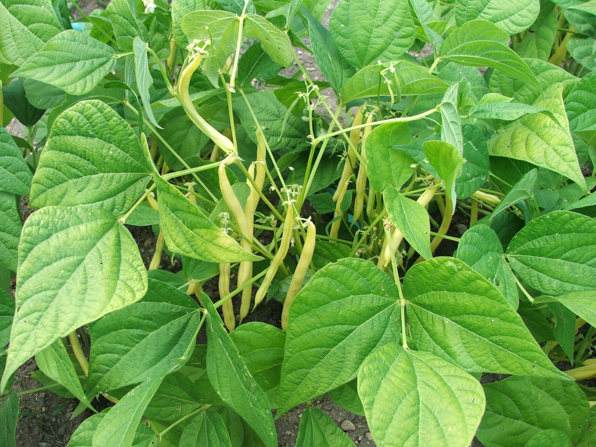 Beans, yellow or Wax beans $6.00/lb.