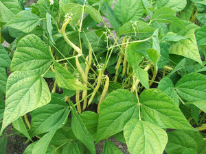 Beans, yellow or Wax beans $6.00/lb.