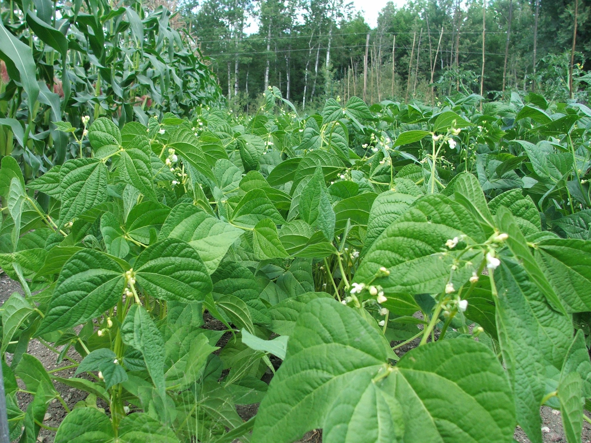 Beans, yellow or Wax beans $6.00/lb.