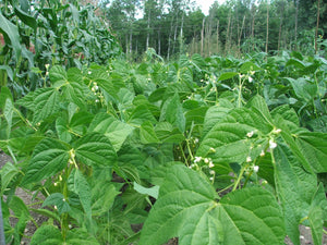 Beans, yellow or Wax beans $6.00/lb.