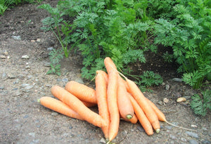 Carrots - $2.50/lb