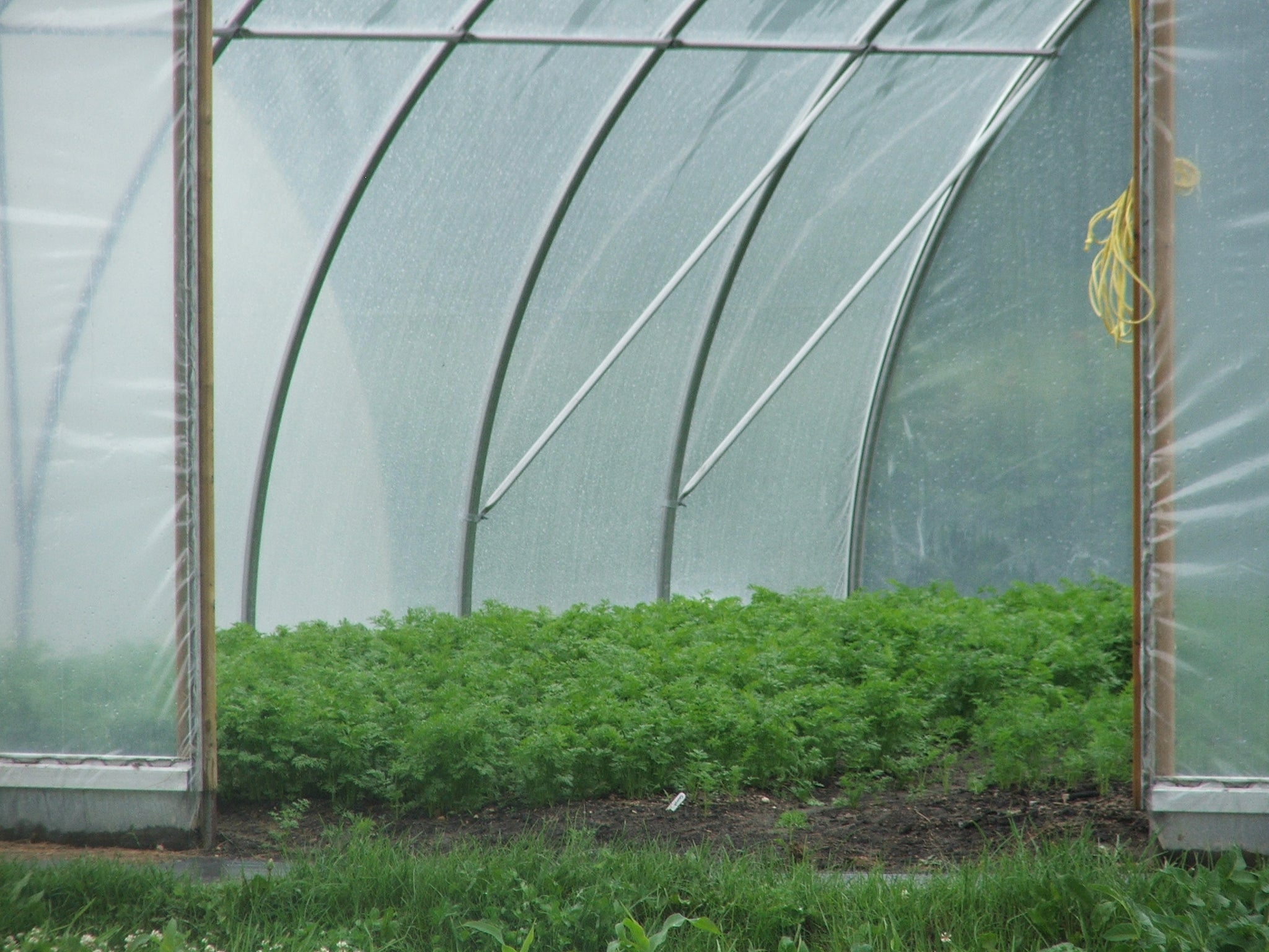 Carrots - $2.50/lb