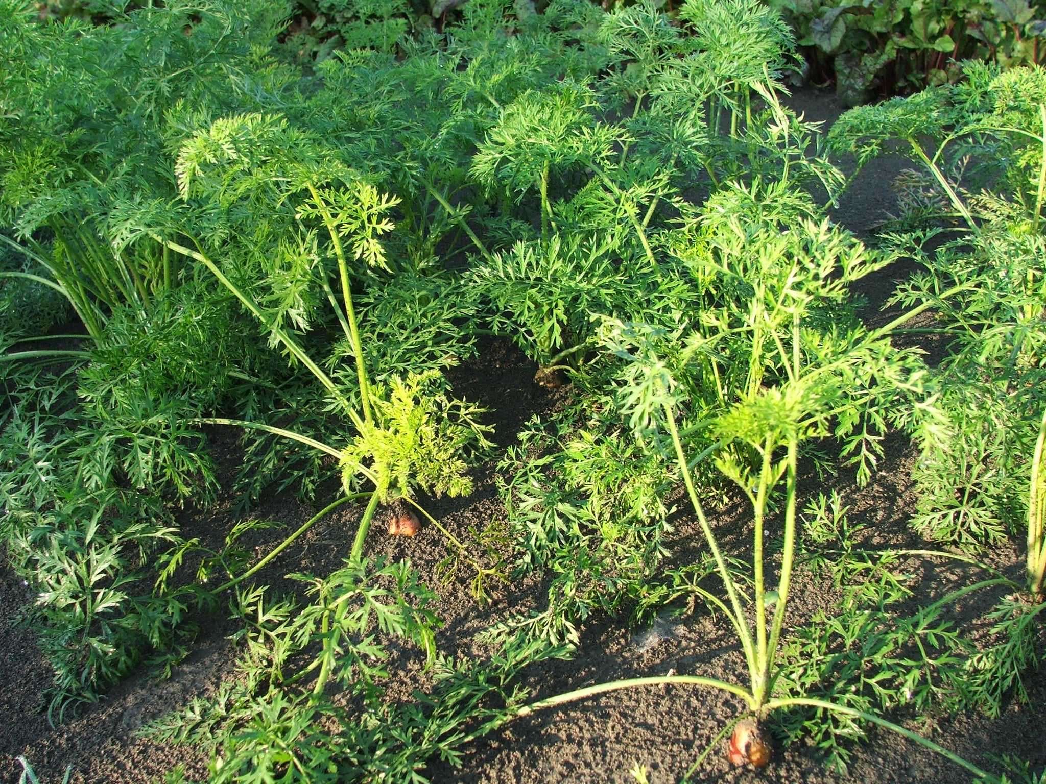 Carrots - $2.50/lb