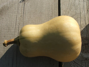 Squash - Butternut squash