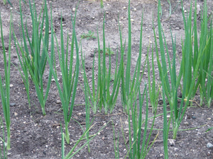 Green Onions $1.50/bundle (6)