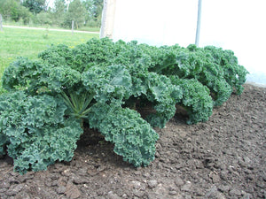 Kale $3.50/bundle