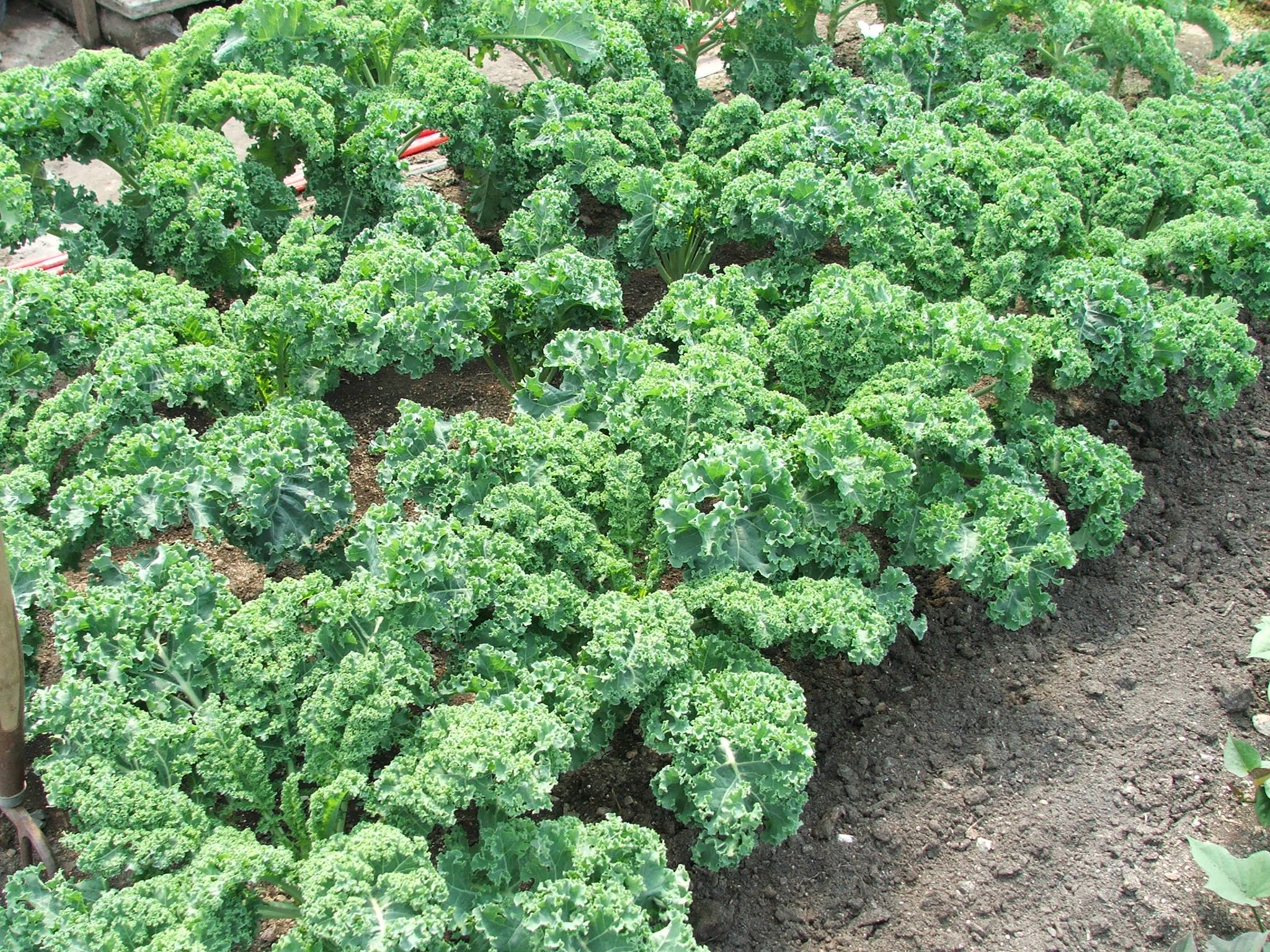 Kale $3.50/bundle