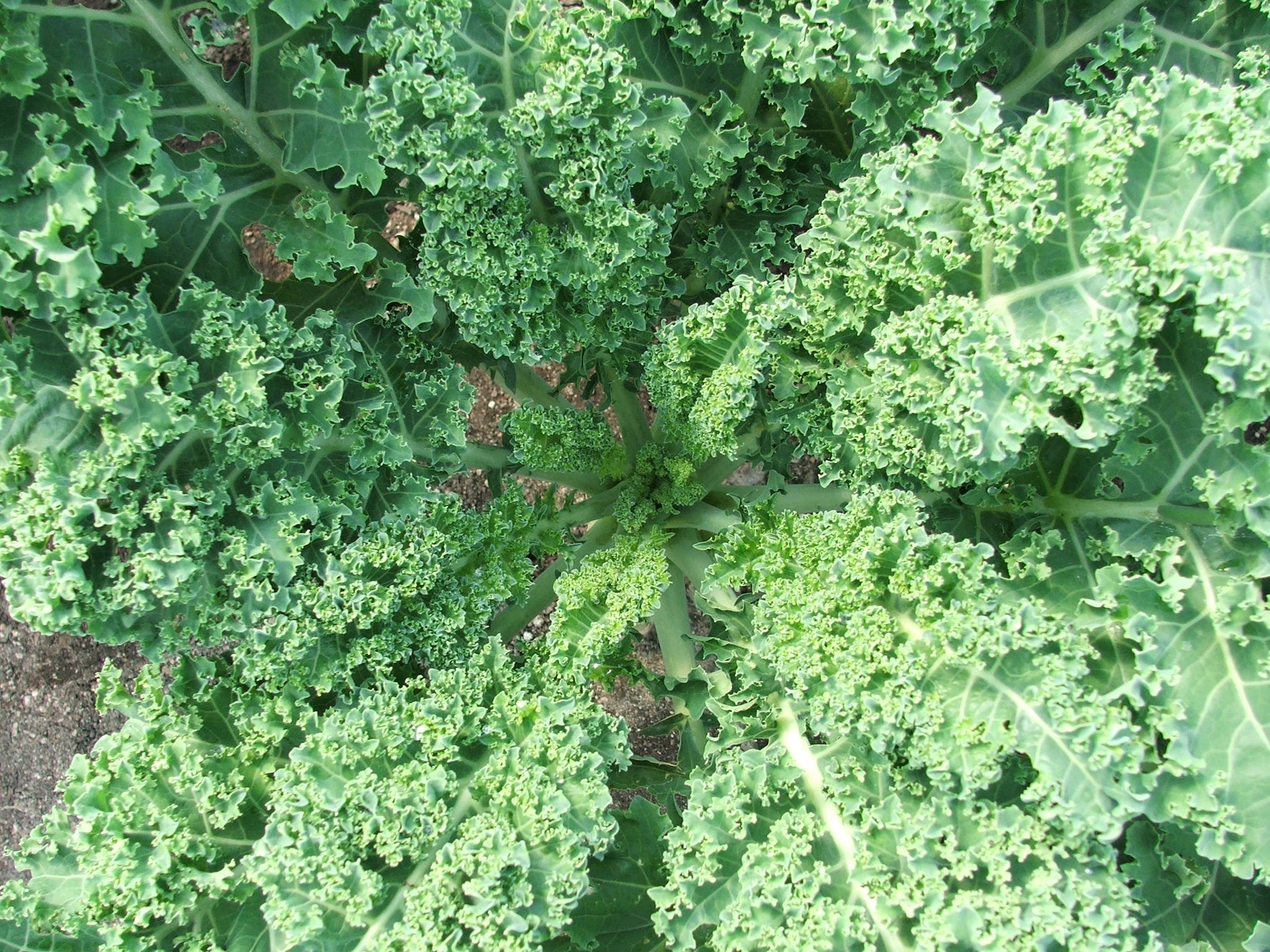 Kale $3.50/bundle