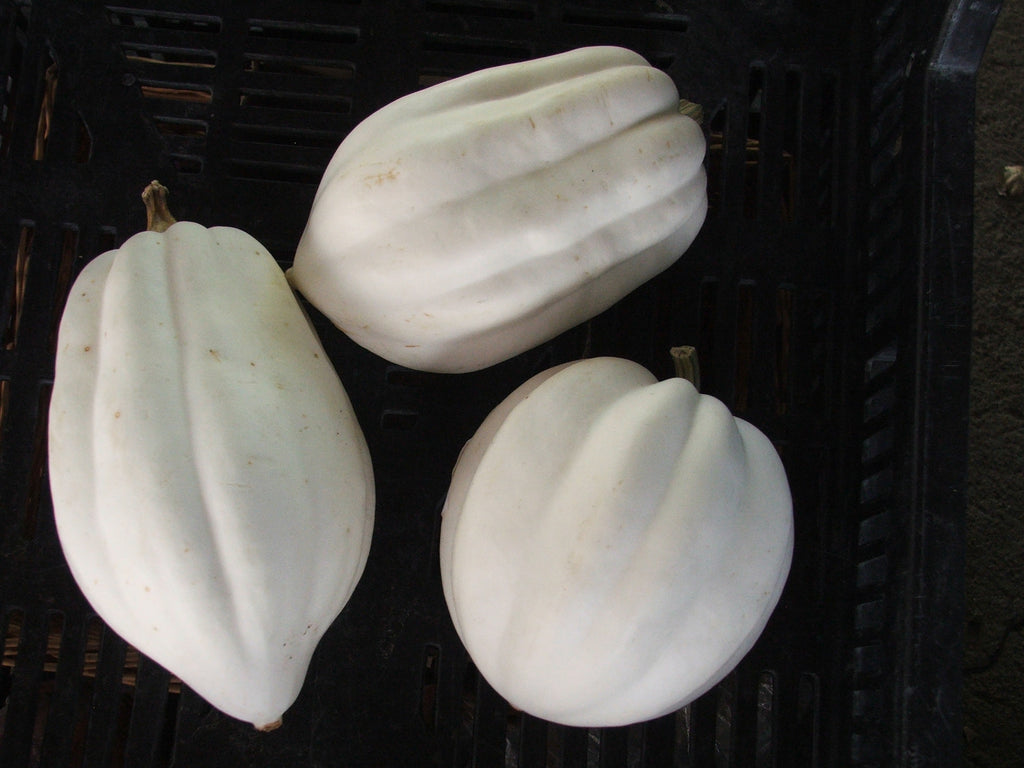 Squash - Baked Potato Squash