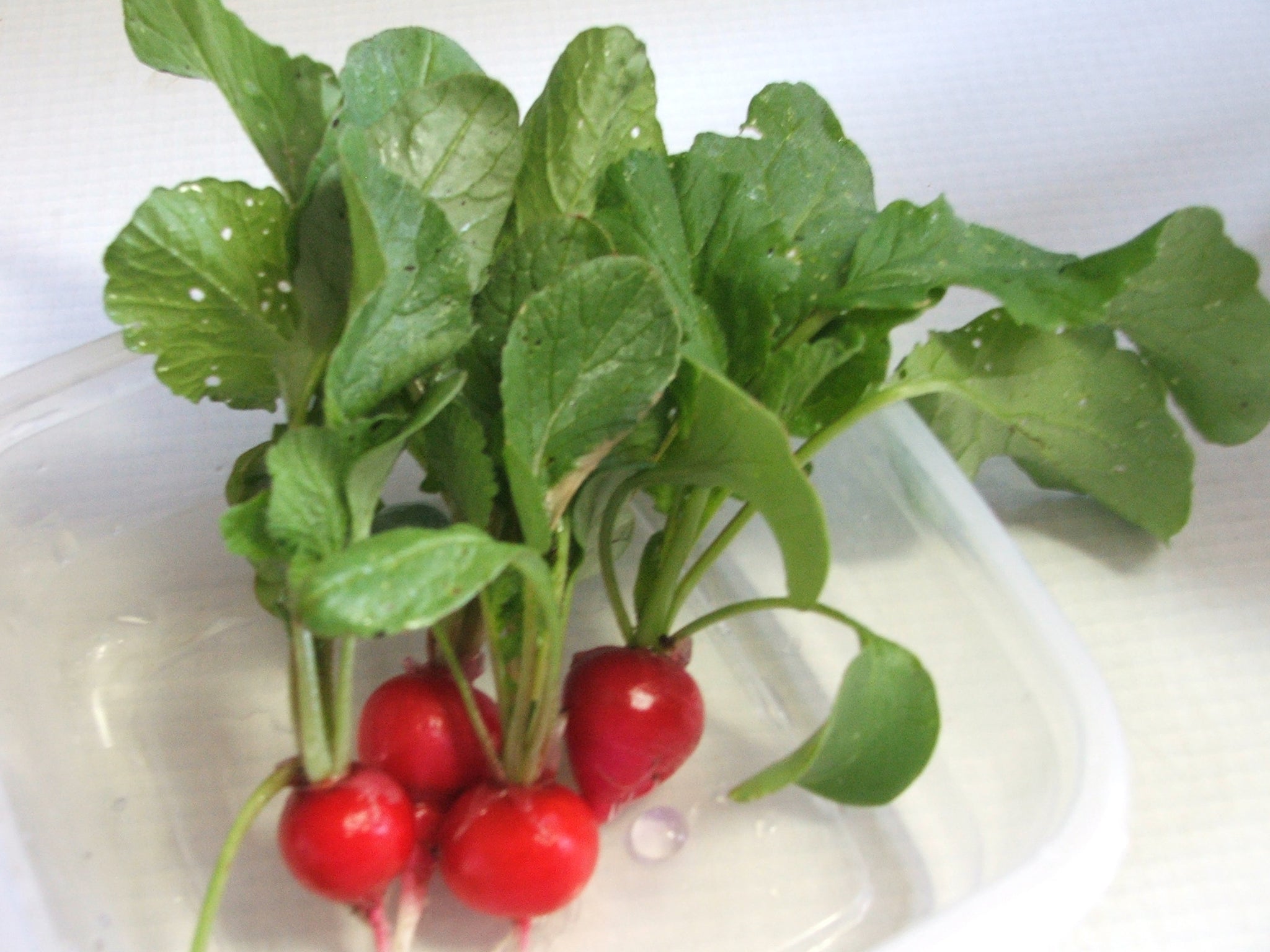 Radishes $2.25/bundle
