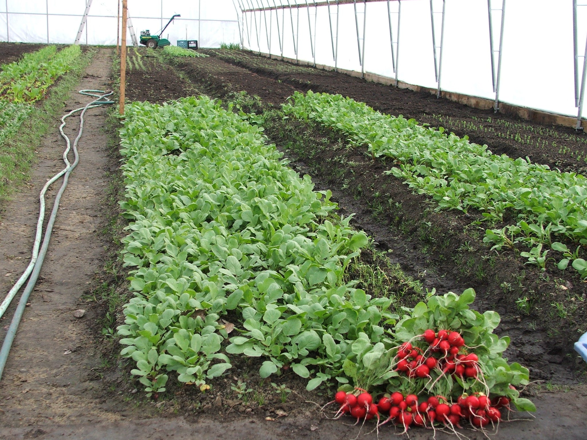 Radishes $2.25/bundle