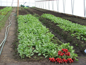 Radishes $2.25/bundle