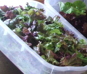 Salad Mix $3.50/100 grams bag