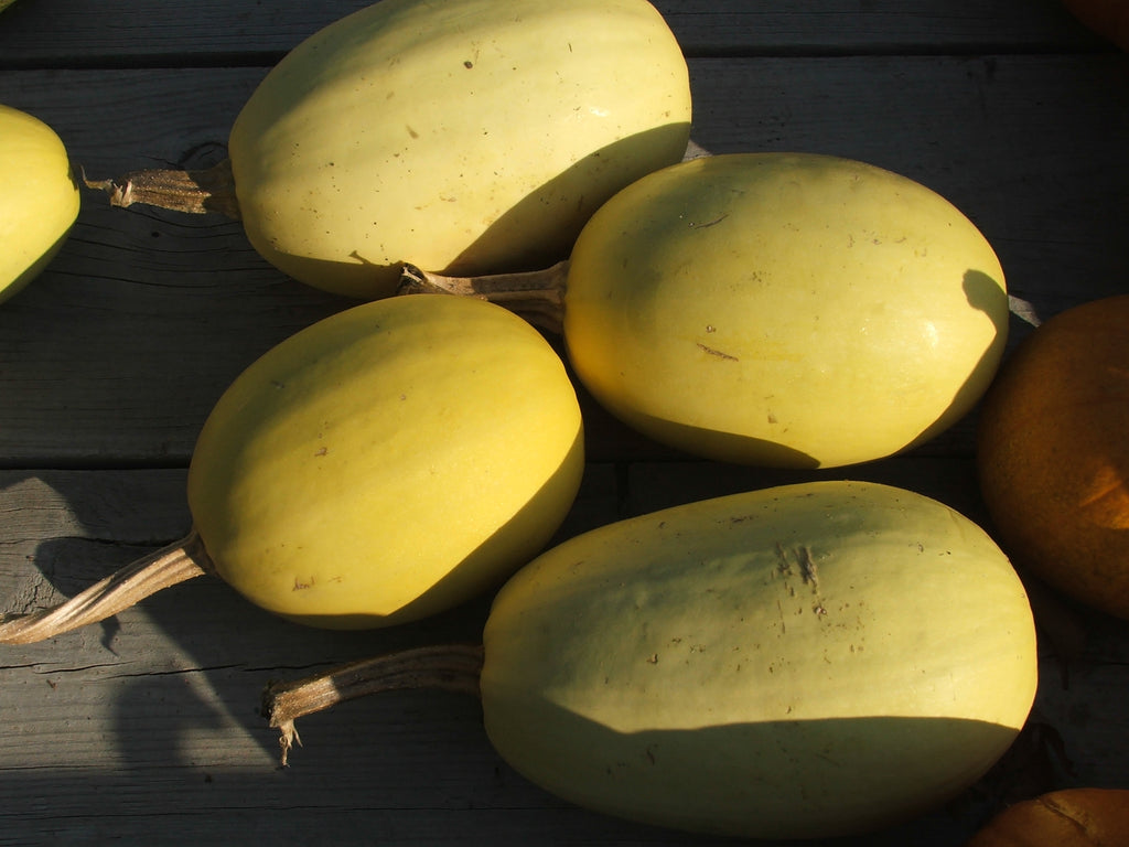 Squash - Spaghetti squash