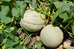 Muskmelon / Cantaloupe