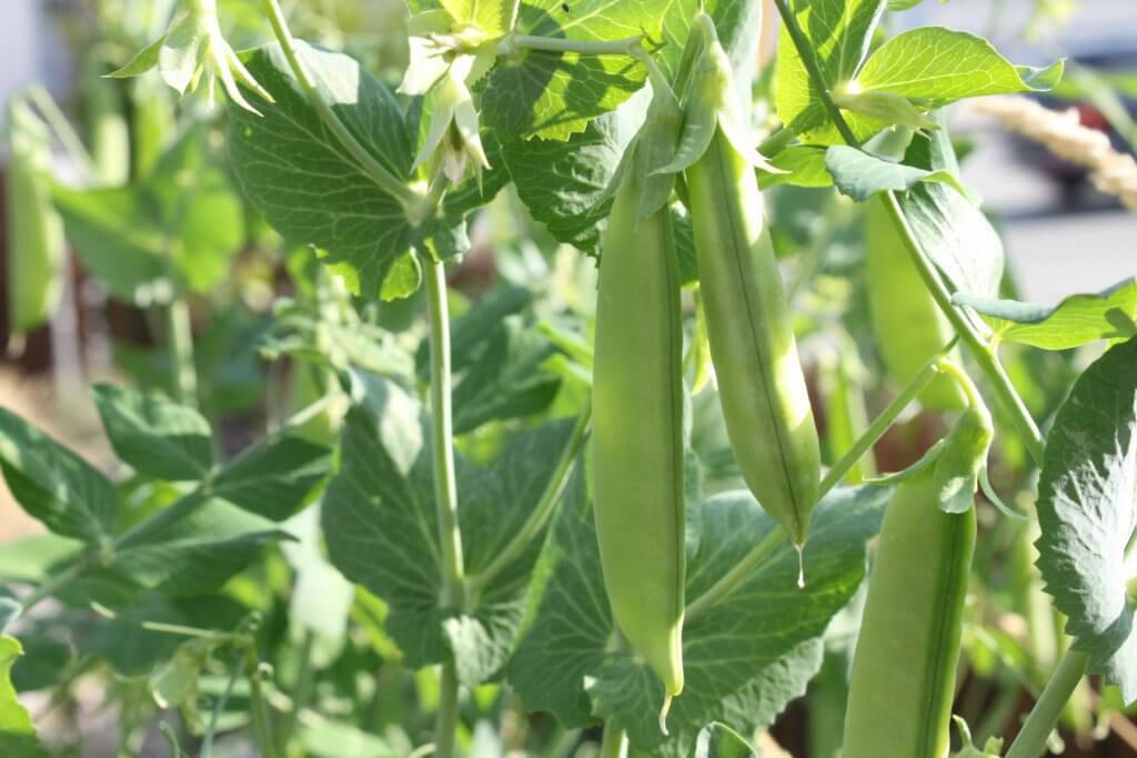 Peas - Snow Peas $5.00 / 1/2 lb bag